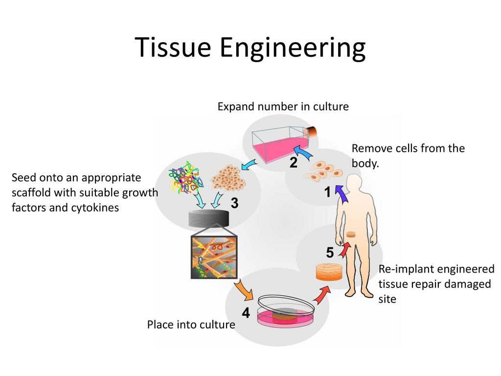 Tissue Engineering Market